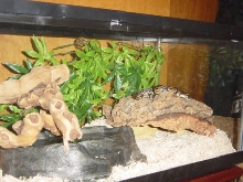 snake3