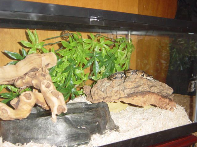 snake3