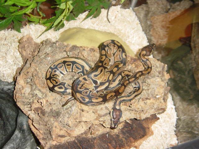 snake4
