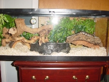 snake5