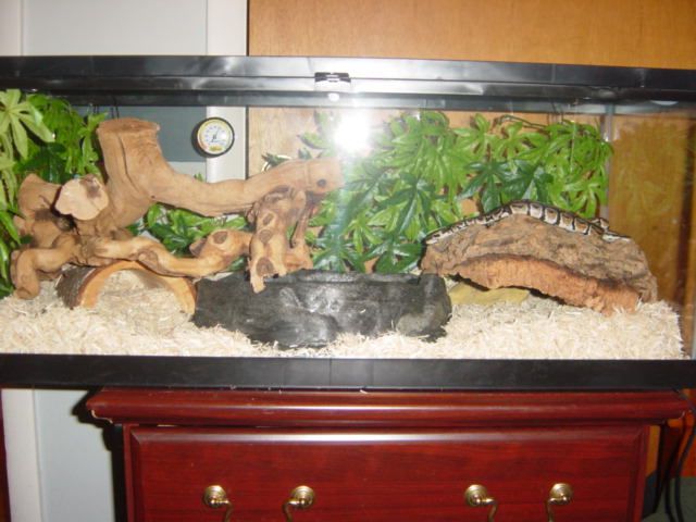 snake5