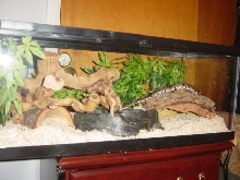 snake6