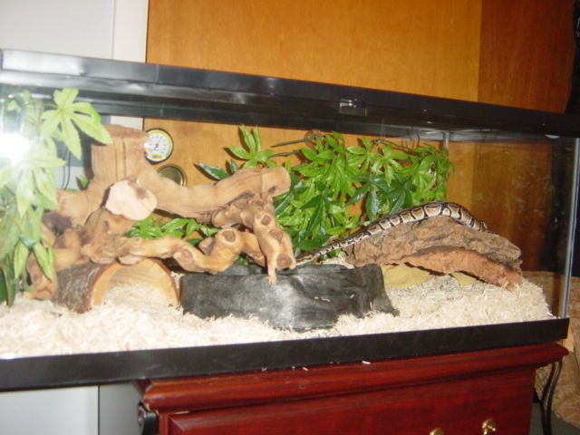 snake6