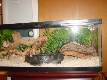 snake7