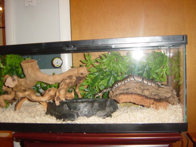 snake7