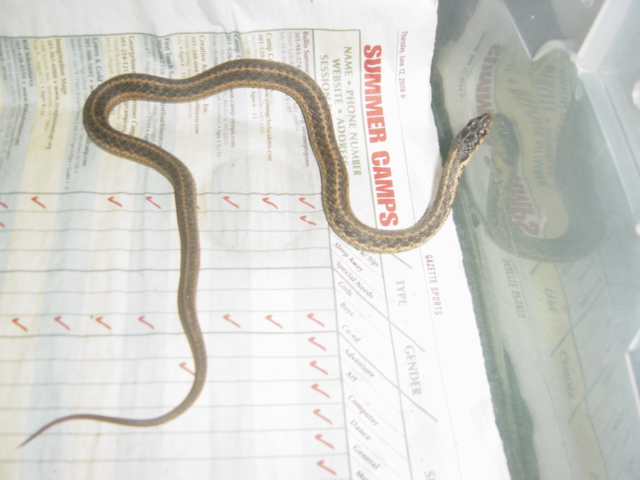 snake jun 13