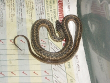 snake jun 132