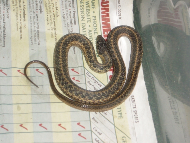 snake jun 132