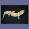 cool gecko