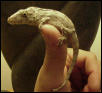 Cuban False Chameleon (Chamaeleolis chamaeleonides)
