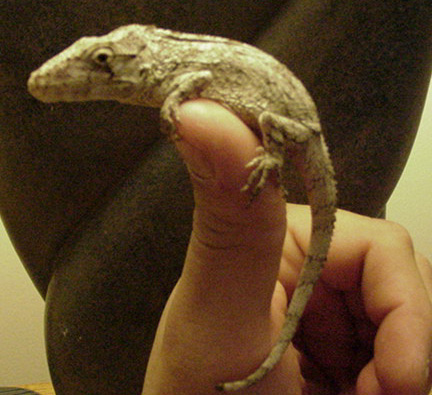 Cuban False Chameleon (Chamaeleolis chamaeleonides)