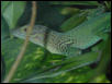 Anolis marmoratus ?alliaceus?