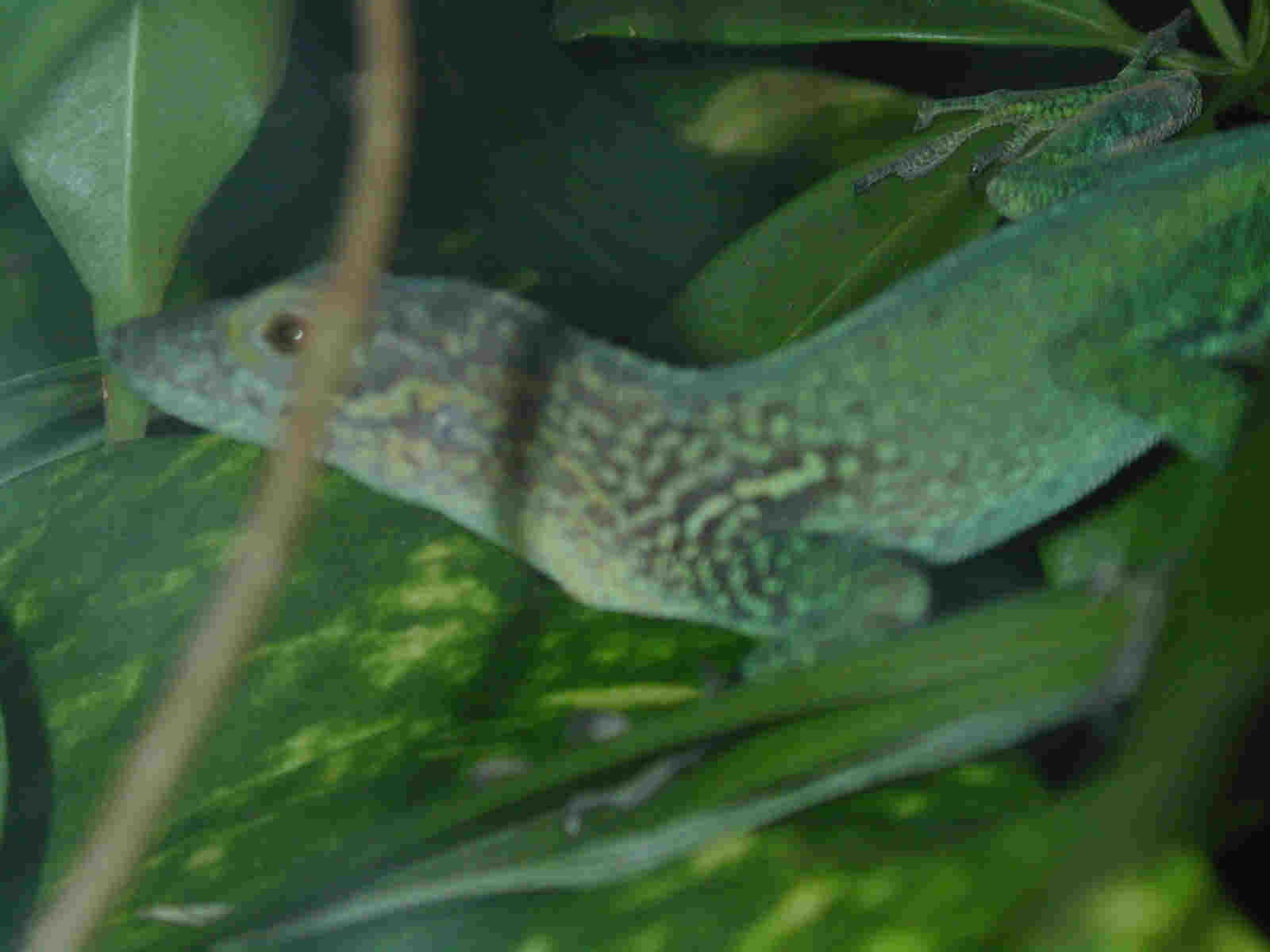 Anolis marmoratus ?alliaceus?