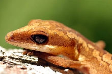 My Male Cat Gecko
