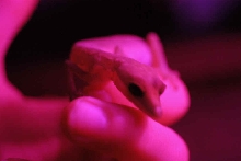 Cat gecko on hand