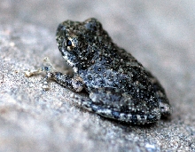 Unknown Frog from California