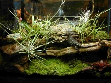 Xenosaurus Tank 2