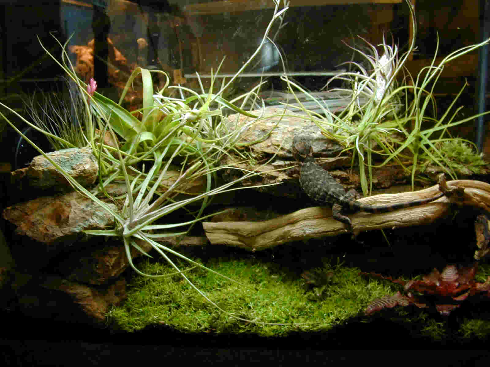Xenosaurus Tank 2
