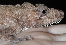 Chamaeleolis Porcus
