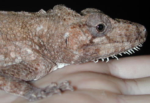 Chamaeleolis Porcus
