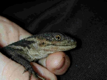 Xenosaurus grandis sanmartininsis