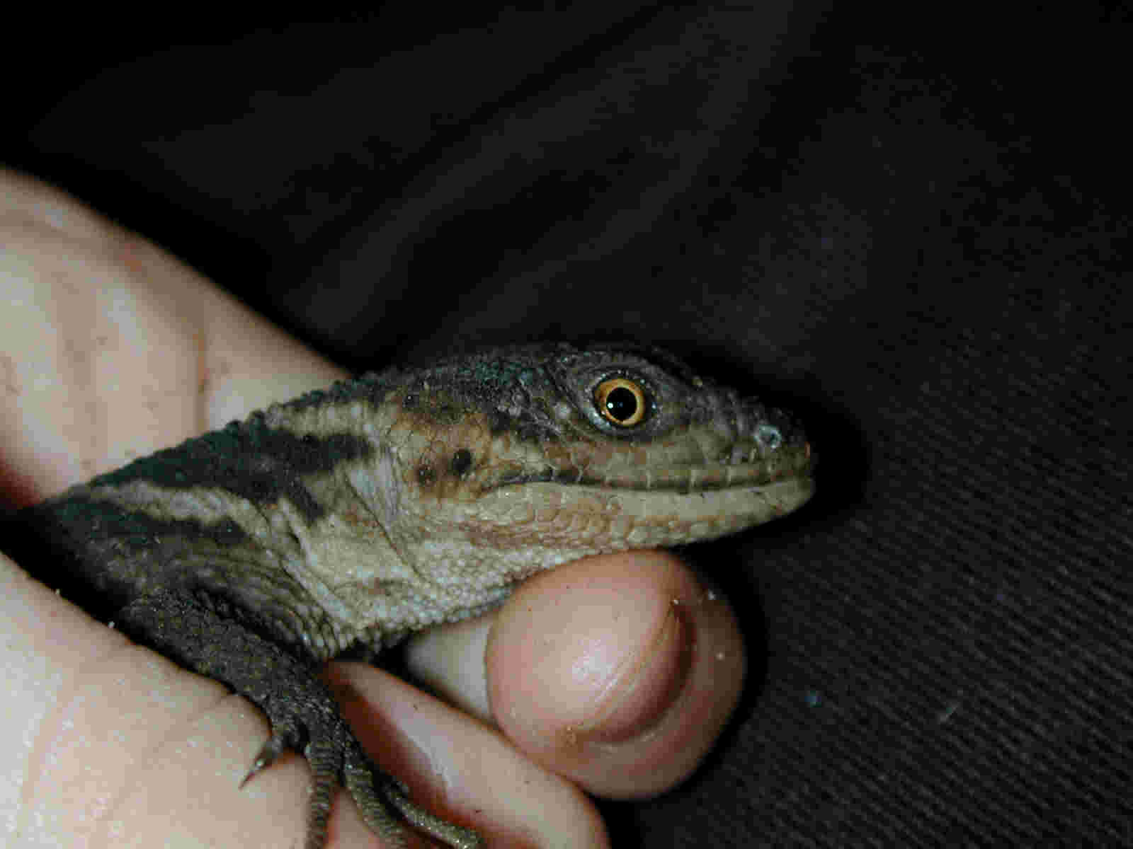 Xenosaurus grandis sanmartininsis