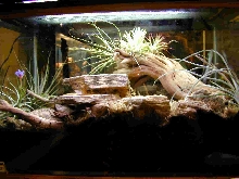 Xenosaurus grandis sanmartinsis Tank