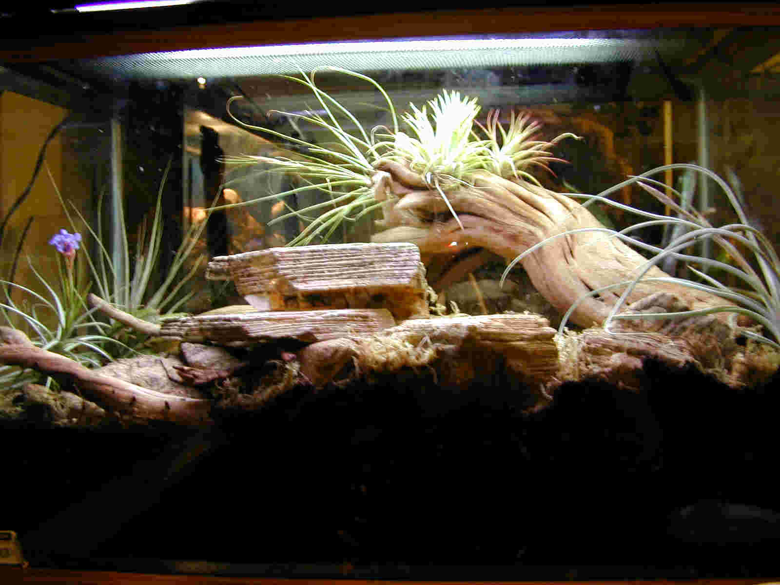 Xenosaurus grandis sanmartinsis Tank