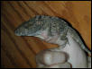 Cuban False Chameleon (Chamaeleolis chamaeleonides)