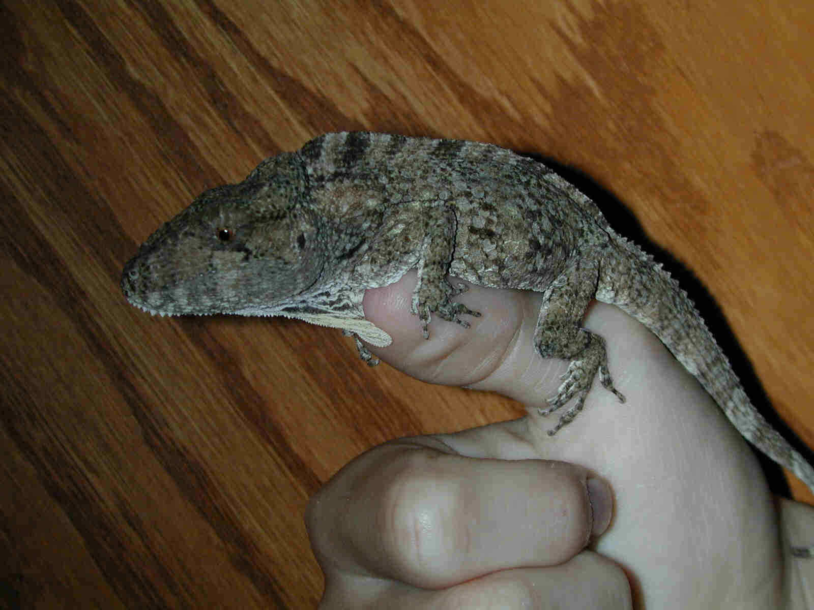 Cuban False Chameleon (Chamaeleolis chamaeleonides)
