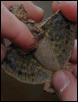 Female Draco with wings extended