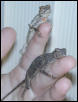Draco Pair