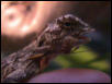 Male Draco eating