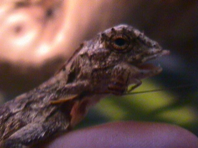Male Draco eating