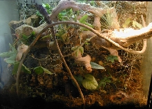 Chamaeleolis Tank2