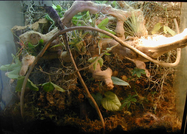 Chamaeleolis Tank2
