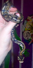 My Ball Python on my hand... Tanith