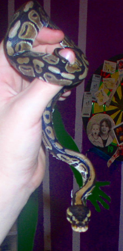 My Ball Python on my hand... Tanith