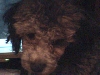 My poodle Bruiser
