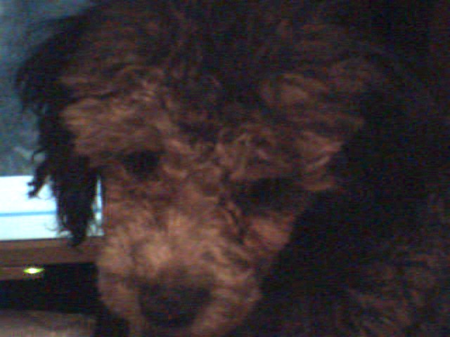 My poodle Bruiser