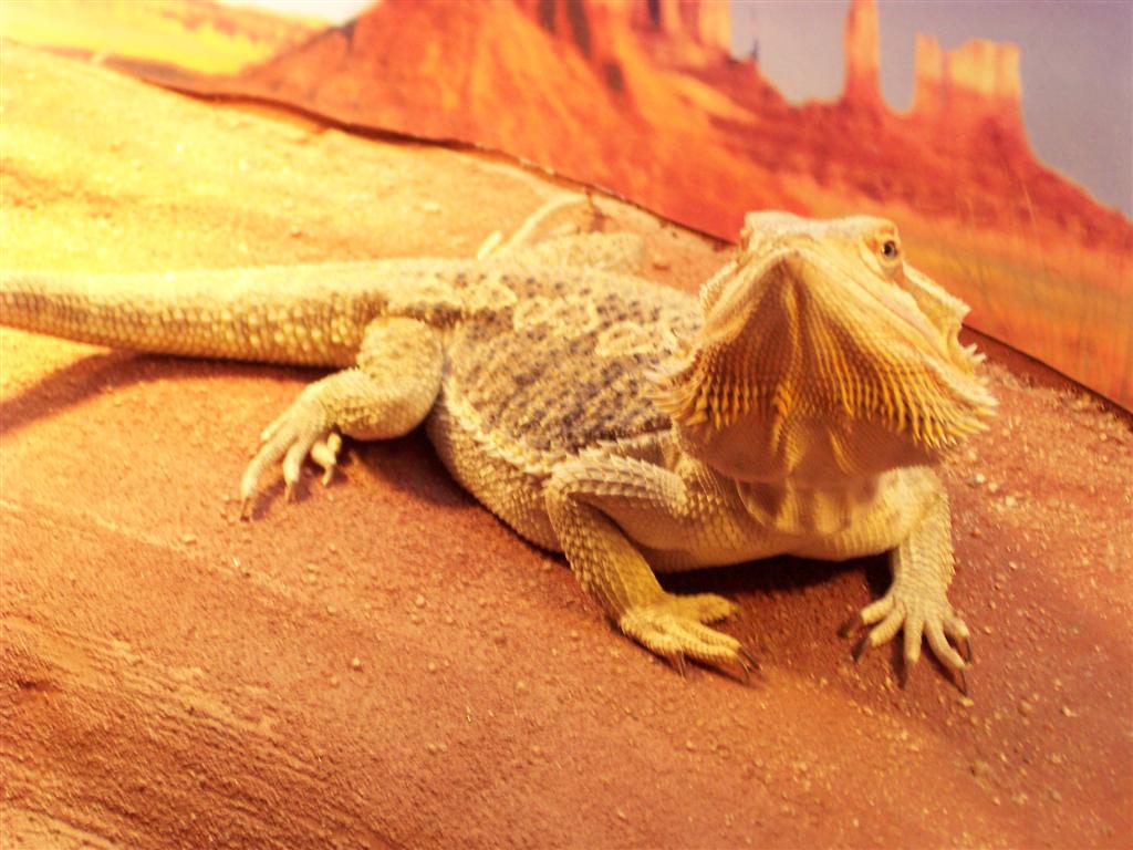 Penelope D. Dragon