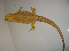 lemon citrus male...Ninja