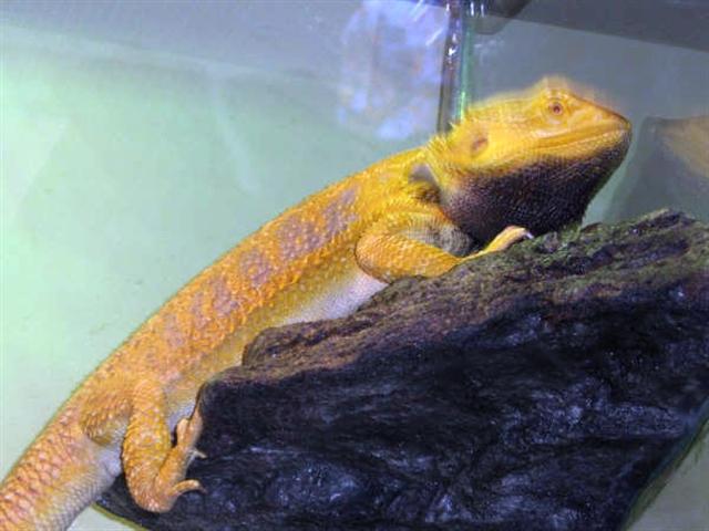 Ninja, lemon citrus male....stunning.