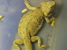 German giant  female....Sumo