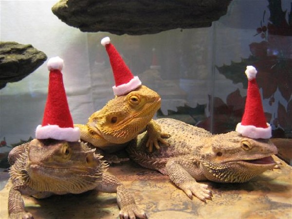 Ho Ho Ho