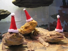 Ho Ho Ho