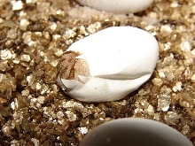 Head's up...the time is almost here for german giant X lemon citrus babies