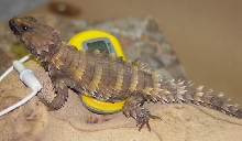 Armadillo Lizard