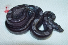 Black-Eyed Anery Motley