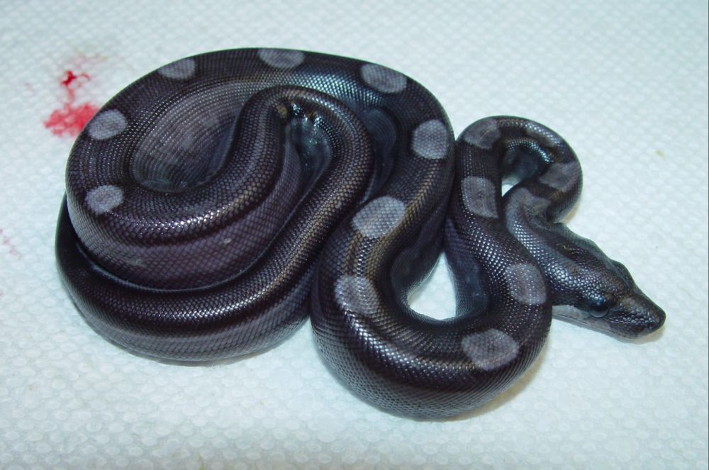 Black-Eyed Anery Motley